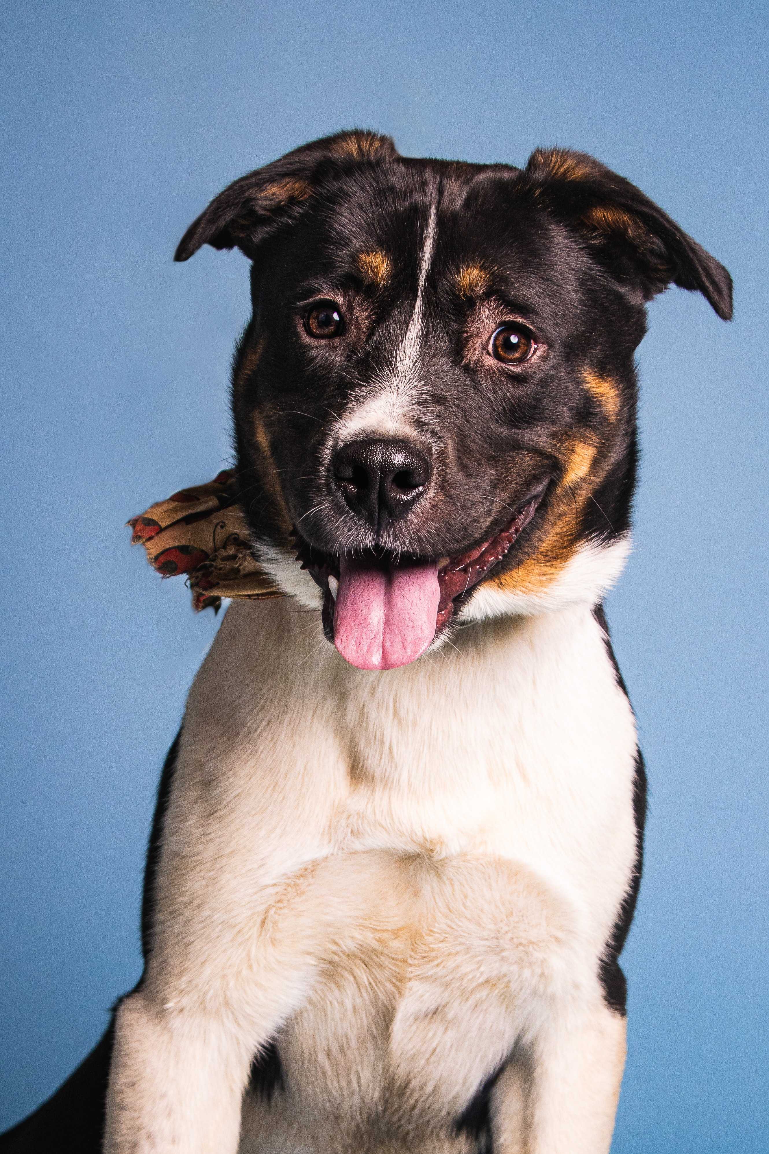 A white and black dog